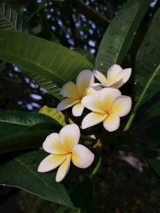 绽放的白色鸡蛋花