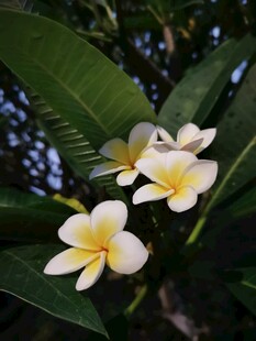 绽放的鸡蛋花
