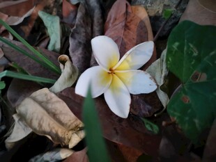 鸡蛋花