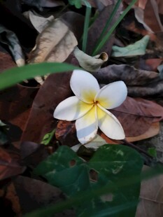 地上绽放的白色鸡蛋花