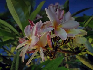 美丽鸡蛋花绽放
