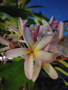 娇艳鸡蛋花绽放枝头