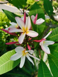 美丽鸡蛋花绽放枝头