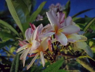 娇艳鸡蛋花绽放