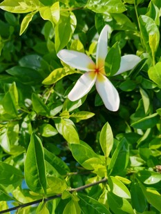 鸡蛋花