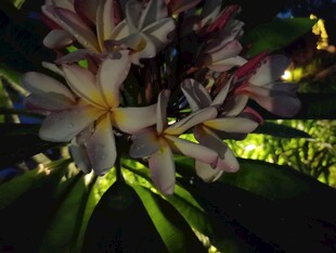 夜间绽放的美丽鸡蛋花