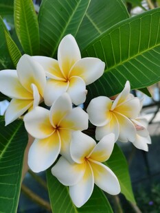 绽放的白色鸡蛋花