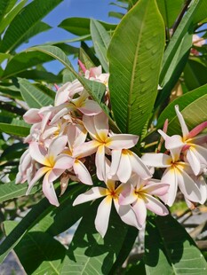 鸡蛋花