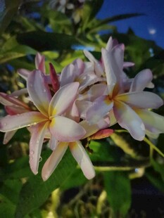 鸡蛋花