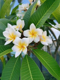 绽放的白色鸡蛋花