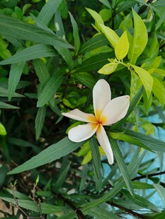 白色鸡蛋花绽放绿叶间