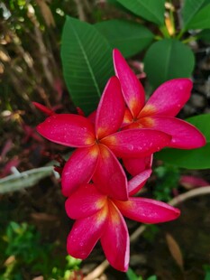 红鸡蛋花