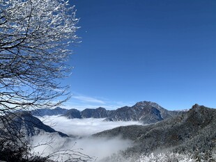 山间云海美景 雪覆枝头
