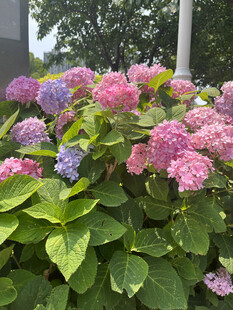 多彩绣球花绽放