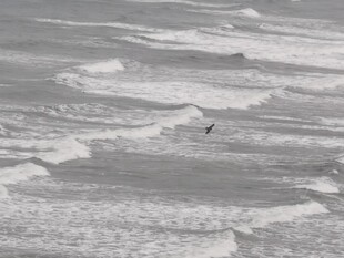 海面飞鸟 自然景致