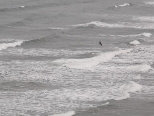 大海 海浪 