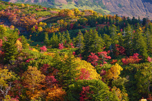 秋日山林