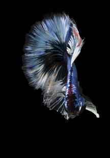 绚丽多姿的斗鱼