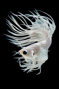 飘逸的白色斗鱼