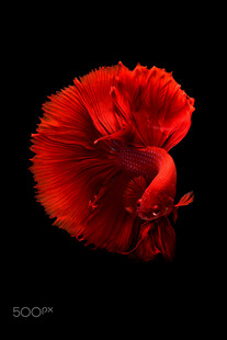 艳丽红斗鱼特写