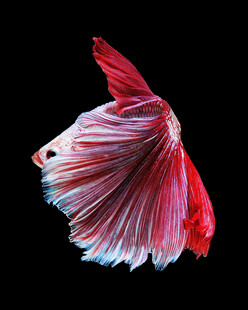 绚丽斗鱼舞动水中精灵