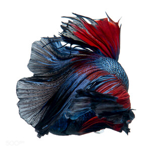 色彩绚丽的暹罗斗鱼