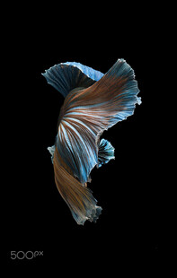 优雅飘逸的斗鱼