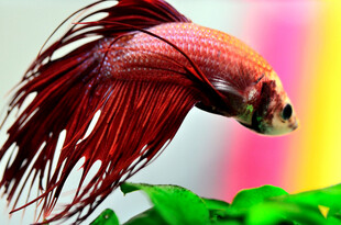 红尾斗鱼于绿植间游动