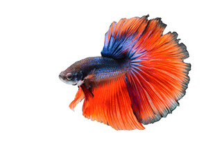 色彩绚丽的暹罗斗鱼