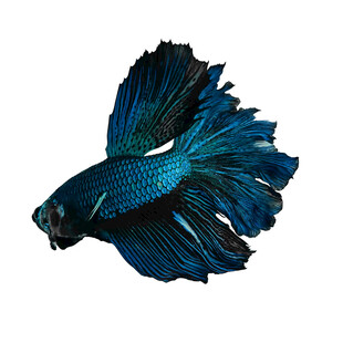 蓝色飘逸的暹罗斗鱼