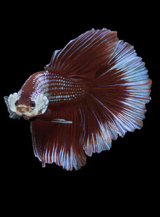 美丽暹罗斗鱼特写