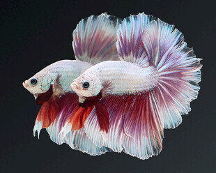 双尾斗鱼色彩绚丽身姿美