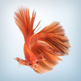 飘逸红斗鱼