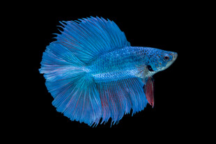 蓝色飘逸的美丽斗鱼