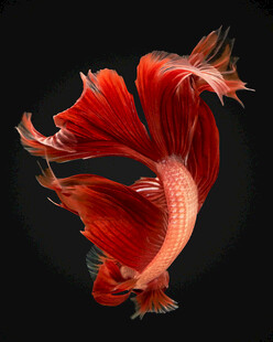 飘逸红尾的美丽斗鱼