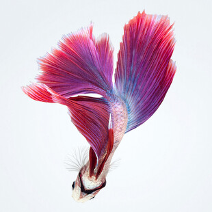 绚丽多彩的斗鱼