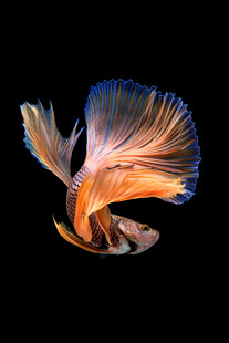 飘逸多姿的暹罗斗鱼