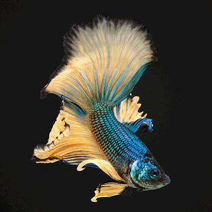 飘逸多姿的美丽斗鱼