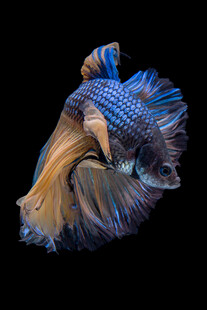 绚丽多姿的斗鱼