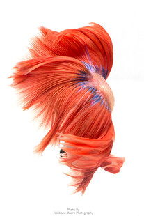 飘逸红尾斗鱼