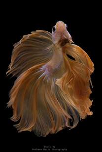 飘逸的橙红色斗鱼