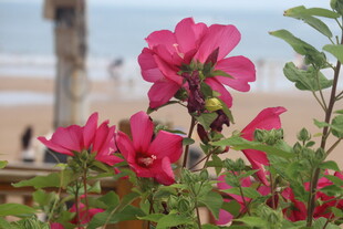芙蓉葵