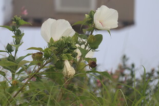 芙蓉葵