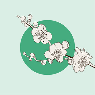 枝头绽放的清新白色花朵