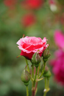 娇艳绽放的粉红玫瑰花