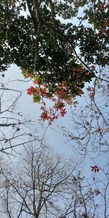 秋日树梢红叶映蓝天