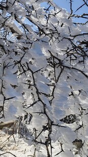 枝头覆雪