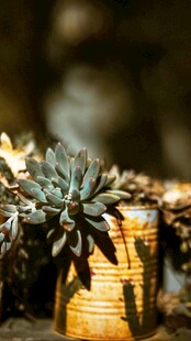 多肉植物置于古朴容器中