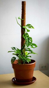 室内绿植盆栽 生机盎然
