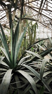 龙舌兰植物特写